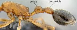 Lateral view of waist, adult worker. Waist 2-segmented.