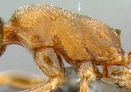Lateral view of thorax / mesosoma, adult worker. Metanotal groove indistinct.