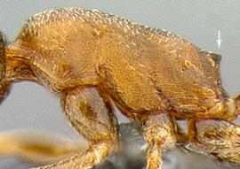 Lateral view of thorax / mesosoma, adult worker. Propodeal spines short.