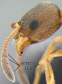 Lateral view of antenna, adult worker. Antennal club 3-segmented.