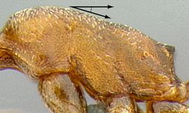 Lateral view of thorax / mesosoma, adult worker. Slope of mesosoma is gradual.