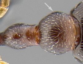 Dorsal view of waist, adult worker. Postpetiole sides in dorsal view angulate.