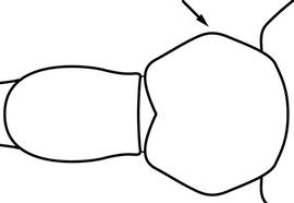 Dorsal view of waist, adult worker. In dorsal view, the sides of the postpetiole are angulate giving the postpetiolar disc a hexagonal appearance. Used in Antkey to separate  Cardiocondyla kagutsuchi  and  Cardiocondyla mauritanica  from  Cardiocondyla venustula .