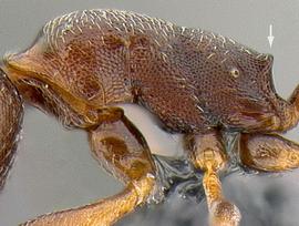 Lateral view of thorax / mesosoma, adult worker. Mesosoma.