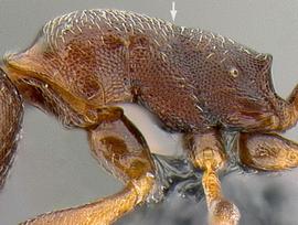 Lateral view of thorax / mesosoma, adult worker. Metanotal groove.