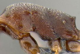 Lateral view of thorax / mesosoma, adult worker. Mesosoma lacking erect hairs.