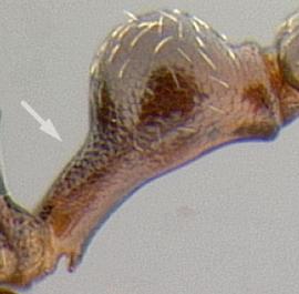 Lateral view of petiole, adult worker. Peduncle long and does not taper gradually into node.
