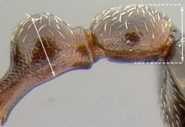 Lateral view of waist, adult worker. Postpetiole lower than petiole and lacking a distinct ventral bulge.