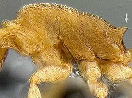 Lateral view of propodeum, adult worker. Propodeal spines medium.