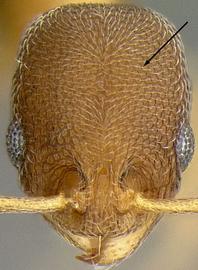 Anterior view of head, adult worker. Antennal scrobe absent.