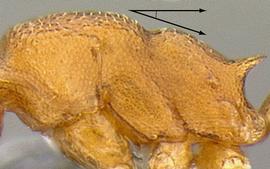 Lateral view of thorax / mesosoma, adult worker. Slope of mesosoma is gradual.