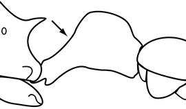Lateral view of petiole, adult worker. The petiolar peduncle not appearing long (length not twice height), and thickens gradually as it tapers into node. Used in Antkey to separate  Cardiocondyla minutior, Cardiocondyla obscurior  and  Cardiocondyla wroughtonii  from  Cardiocondyla kagutsuchi, Cardiocondyla mauritanica  and  Cardiocondyla venustula .