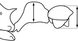 Lateral view of waist, adult worker. The postpetiole, in profile view, is as high as petiole and with a distinct ventral bulge. Used in Antkey to separate  Cardiocondyla emeryi, Cardiocondyla obscurior  and  Cardiocondyla wroughtonii  from all other  Cardiocondyla  species.
