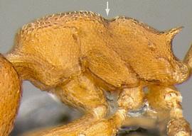 Lateral view of thorax / mesosoma, adult worker. Metanotal groove distinctly impressed.