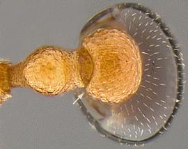 Dorsal view of waist, adult worker. Postpetiole with angulate anterolateral corners.