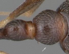 Dorsal view of waist, adult worker. Postpetiole sides in dorsal view rounded. Photo by April Nobile,  Antweb.org , modified.