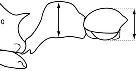 Lateral view of waist, adult worker. The postpetiole, in profile view, is lower than petiole and lacking a distinct ventral bulge. Used in Antkey to separate  Cardiocondyla kagutsuchi, Cardiocondyla mauritanica  and  Cardiocondyla venustula  from all other  Cardiocondyla  species.