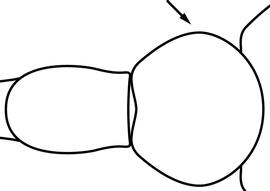 Dorsal view of waist, adult worker. In dorsal view, the sides of the postpetiole are rounded, giving the postpetiolar disc a more ovoid than hexagonal appearance. Used in Antkey to separate  Cardiocondyla venustula  from  Cardiocondyla kagutsuchi  and  Cardiocondyla mauritanica .