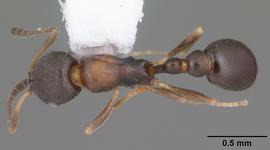 Dorsal view of body, entire, adult worker.  Photo by April Nobile,  Antweb.org .