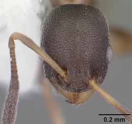 Anterior view of head, adult worker.  Photo by April Nobile,  Antweb.org .
