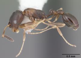 Lateral view of body, entire, adult worker.  Photo by April Nobile,  Antweb.org .