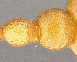 Dorsal view of waist, adult worker. Postpetiole with rounded anterolateral corners.