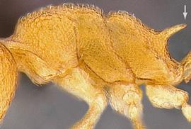 Lateral view of propodeum, adult worker. Propodeal spines long.
