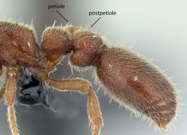 Lateral view of waist, adult worker. Waist with two segments.