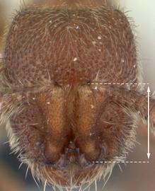 Anterior view of antennal scape, adult worker. Antennal scapes conspicuously short (barely surpass eye level). Photo by Erin Prado,  Antweb.org , modified.