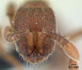 Anterior view of head, adult worker.  Photo by Erin Prado,  Antweb.org .
