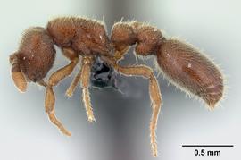 Lateral view of body, entire, adult worker. Photo by April Nobile,  Antweb.org .