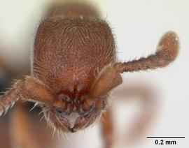 Anterior view of head, adult worker.  Photo by April Nobile,  Antweb.org .