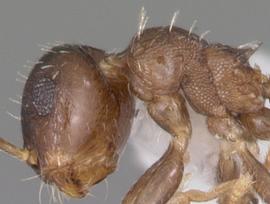 Lateral view of body, surface characters, adult worker. Short thick erect hairs abundant on head and mesosoma. Photo by April Nobile,  Antweb.org , modified.