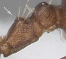 Lateral view of waist, adult worker. Petiole shape subtriangular, dorsal profile of node sloping anteriorly. Photo by April Nobile,  Antweb.org , modified.
