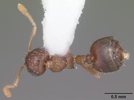 Dorsal view of body, entire, adult worker.  Photo by April Nobile,  Antweb.org .