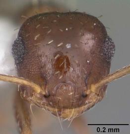 Anterior view of head, adult worker.  Photo by April Nobile,  Antweb.org .