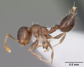 Lateral view of body, entire, adult worker.  Photo by April Nobile,  Antweb.org .