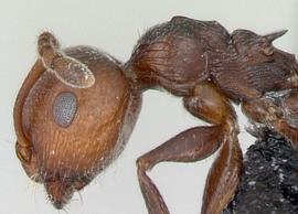 Lateral view of body, surface characters, adult worker. Short thick erect hairs sparse on head and mesosoma. Photo by April Nobile,  Antweb.org , modified.