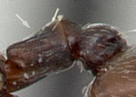 Lateral view of waist, adult. Petiole shape subrectangular and lacking a distinct node. Photo by April Nobile,  Antweb.org , modified.