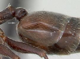 Lateral view of gaster, adult worker. Postpetiole attached to upper surface of gaster. Photo by April Nobile,  Antweb.org , modified.