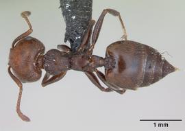 Dorsal view of body, entire, adult worker.  Photo by April Nobile,  Antweb.org .