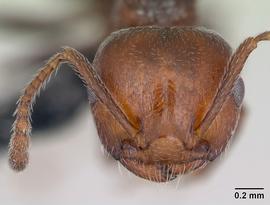 Anterior view of head, adult worker.  Photo by April Nobile,  Antweb.org .