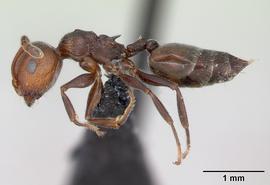 Lateral view of body, entire, adult worker. Photo by April Nobile,  Antweb.org .