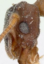 Lateral view of eye / ocellus, adult. Eyes located well below apex of antennal scrobe. Photo by April Nobile,  Antweb.org , modified.