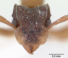 Anterior view of head, adult . Note that frontal lobes are obscure face between mandible and eye. Photo by April Nobile,  Antweb.org .
