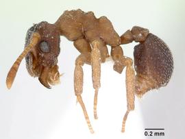 Lateral view of body, entire, adult worker. Photo by April Nobile,  Antweb.org .