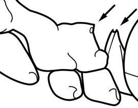 Lateral view of body, surface characters, adult worker. The propodeum and petiolar node both armed with a pair of short teeth. Used in Antkey to separate  Dolichoderus thoracicus  from other species of Dolichoderinae and Formicinae.