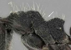 Lateral view of thorax / mesosoma, adult worker. Dorsum of mesosoma with deep and broad concavity. Photo by Andrea Walker,  Antweb.org , modified.