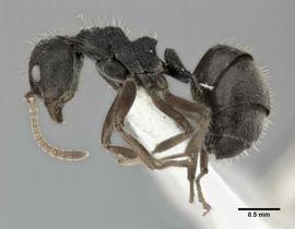 Lateral view of body, entire, adult worker.  Photo by Andrea Walker,  Antweb.org .
