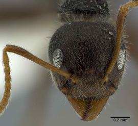 Anterior view of head, adult worker. Photo by Andrea Walker,  Antweb.org .